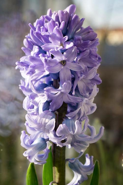 风信子花期多长，花语是什么？风信子花期有多久？-第1张图片-优品飞百科