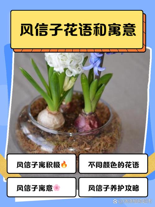 风信子花期多长，花语是什么？风信子花期有多久？-第2张图片-优品飞百科