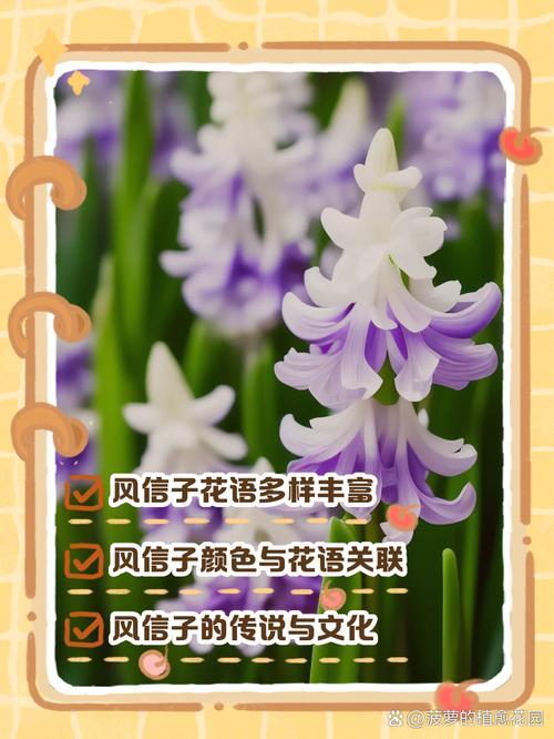 风信子花期多长，花语是什么？风信子花期有多久？-第3张图片-优品飞百科