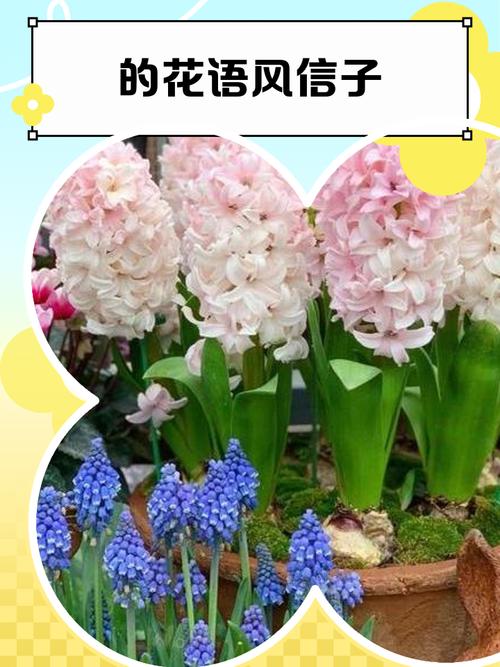 风信子花期多长，花语是什么？风信子花期有多久？-第5张图片-优品飞百科