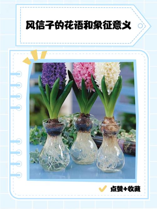 风信子花期多长，花语是什么？风信子花期有多久？-第6张图片-优品飞百科