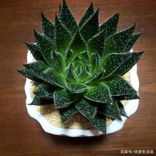 波路的养殖方法，波路怎么种