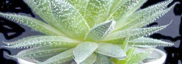 波路的养殖方法，波路怎么种-第2张图片-优品飞百科