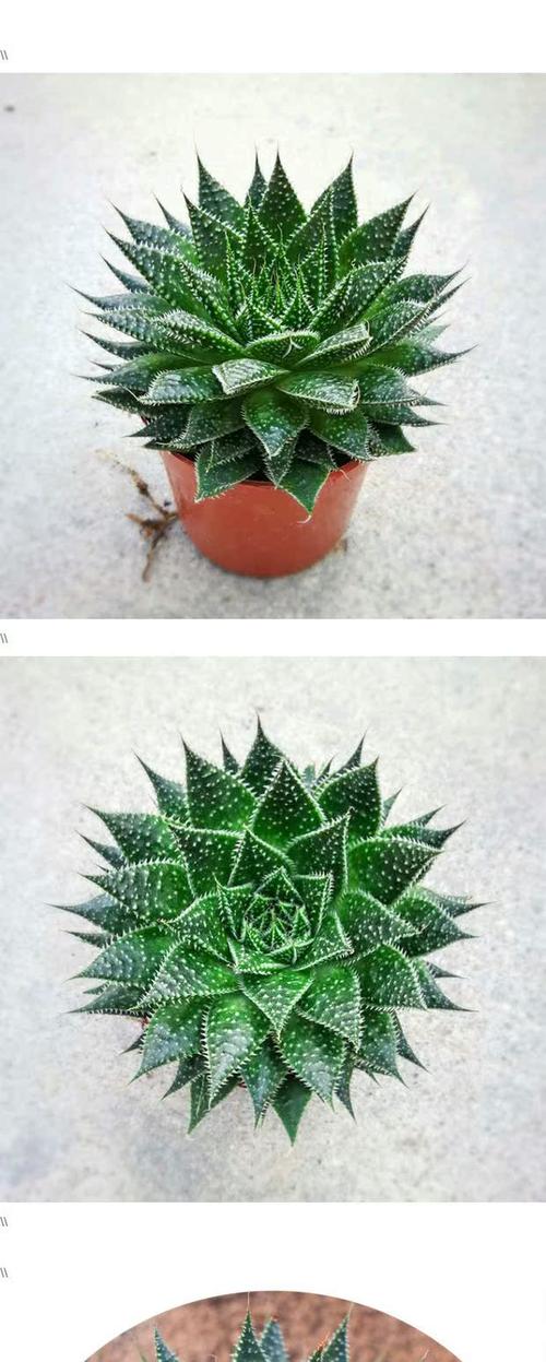 波路的养殖方法，波路怎么种-第4张图片-优品飞百科