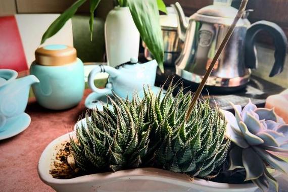 波路的养殖方法，波路怎么种-第5张图片-优品飞百科