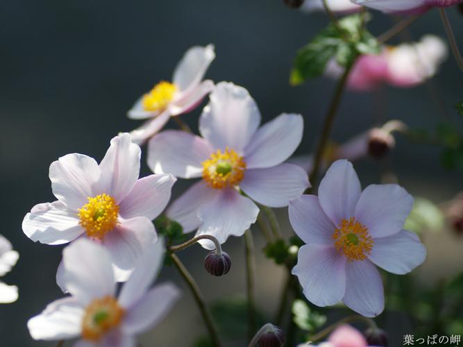 秋牡丹的花语和传说？秋牡丹的花语和传说有关吗？