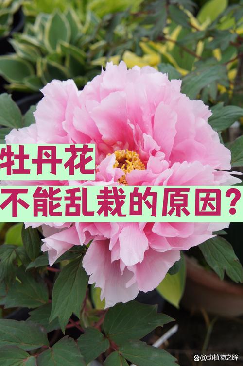 秋牡丹的花语和传说？秋牡丹的花语和传说有关吗？-第2张图片-优品飞百科