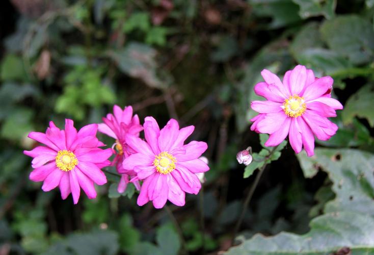 秋牡丹的花语和传说？秋牡丹的花语和传说有关吗？-第3张图片-优品飞百科