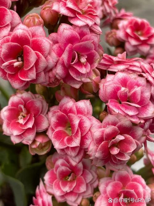 秋牡丹的花语和传说？秋牡丹的花语和传说有关吗？-第4张图片-优品飞百科