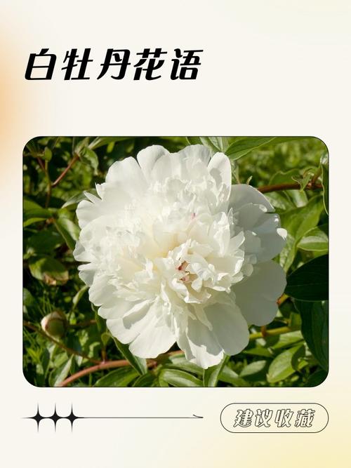 秋牡丹的花语和传说？秋牡丹的花语和传说有关吗？-第5张图片-优品飞百科