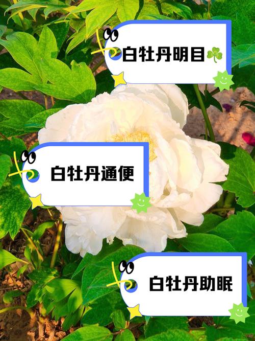 秋牡丹的花语和传说？秋牡丹的花语和传说有关吗？-第6张图片-优品飞百科