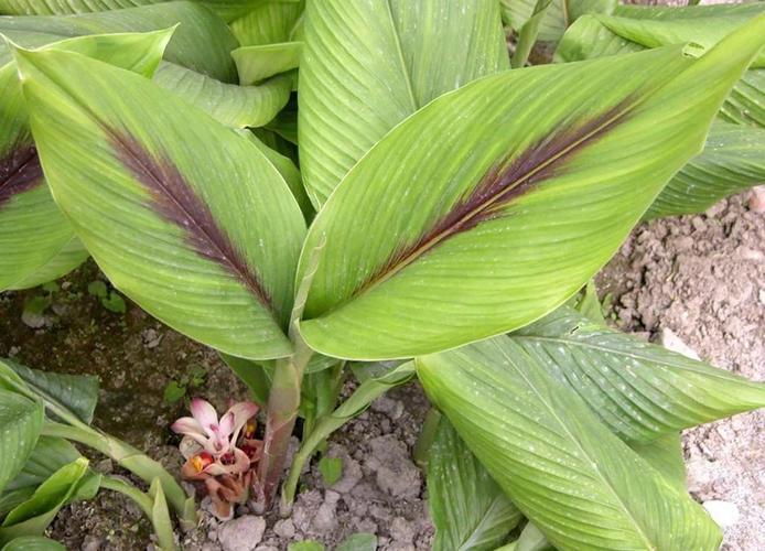 莪术的功效与作用,莪术的功效与作用及禁忌-第2张图片-优品飞百科 莪术的功效与作用,莪术的功效与作用及禁忌-第2张图片-优品飞百科