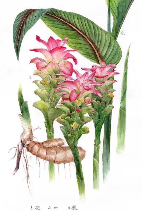 莪术的功效与作用,莪术的功效与作用及禁忌-第3张图片-优品飞百科 莪术的功效与作用,莪术的功效与作用及禁忌-第3张图片-优品飞百科