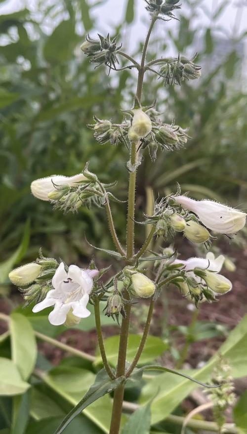 钓钟柳有什么作用？大花钓钟柳？-第1张图片-优品飞百科