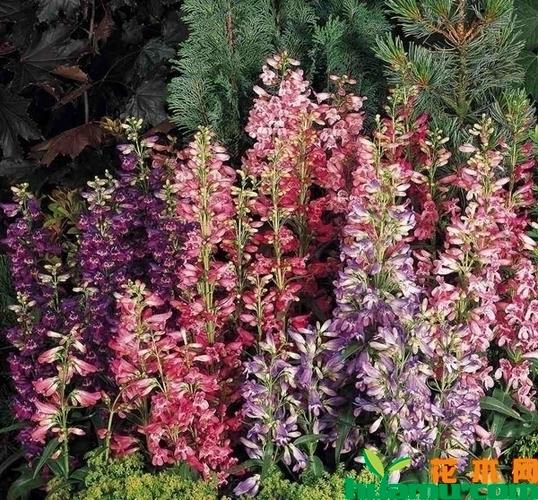 钓钟柳有什么作用？大花钓钟柳？-第2张图片-优品飞百科