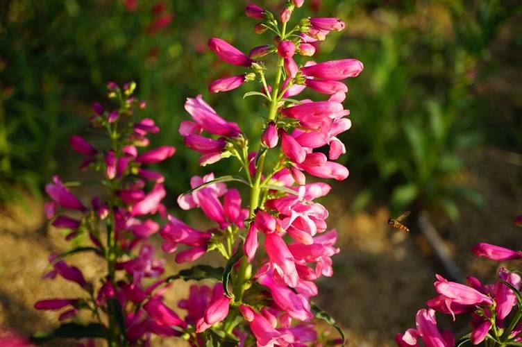 钓钟柳有什么作用？大花钓钟柳？-第3张图片-优品飞百科