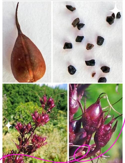 钓钟柳有什么作用？大花钓钟柳？-第4张图片-优品飞百科