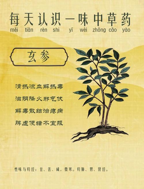 钓钟柳有什么作用？大花钓钟柳？-第5张图片-优品飞百科