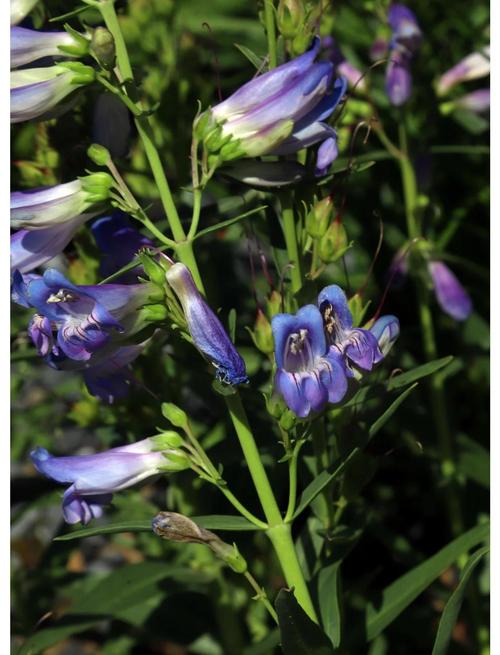 钓钟柳有什么作用？大花钓钟柳？-第6张图片-优品飞百科