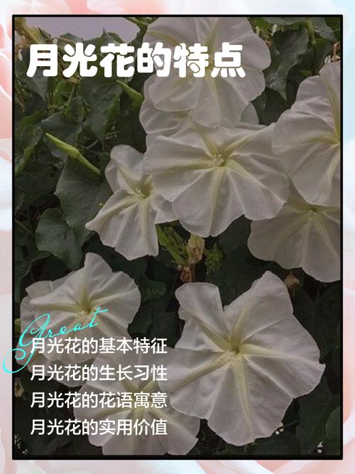 月光花的功效和作用，月光花百科-第1张图片-优品飞百科