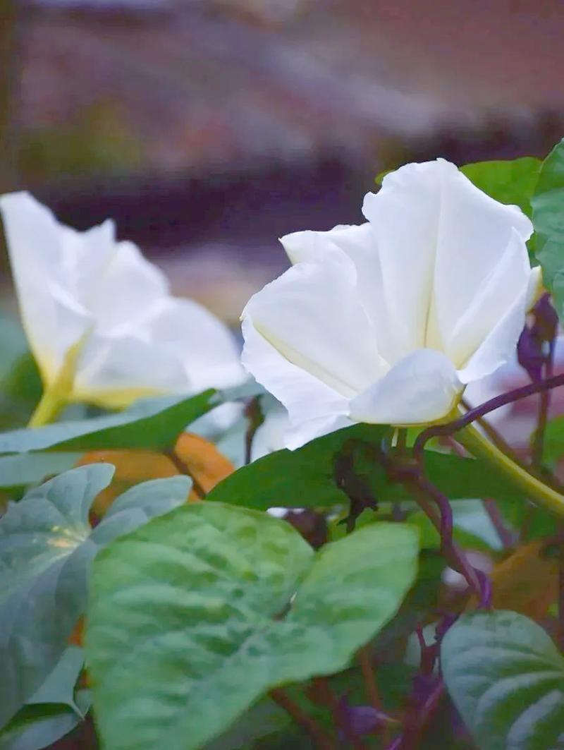 月光花的功效和作用，月光花百科-第3张图片-优品飞百科