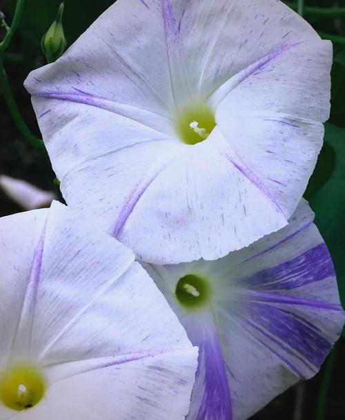 月光花的功效和作用，月光花百科-第4张图片-优品飞百科