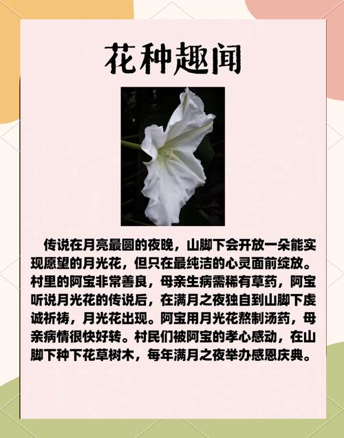 月光花的功效和作用，月光花百科-第5张图片-优品飞百科