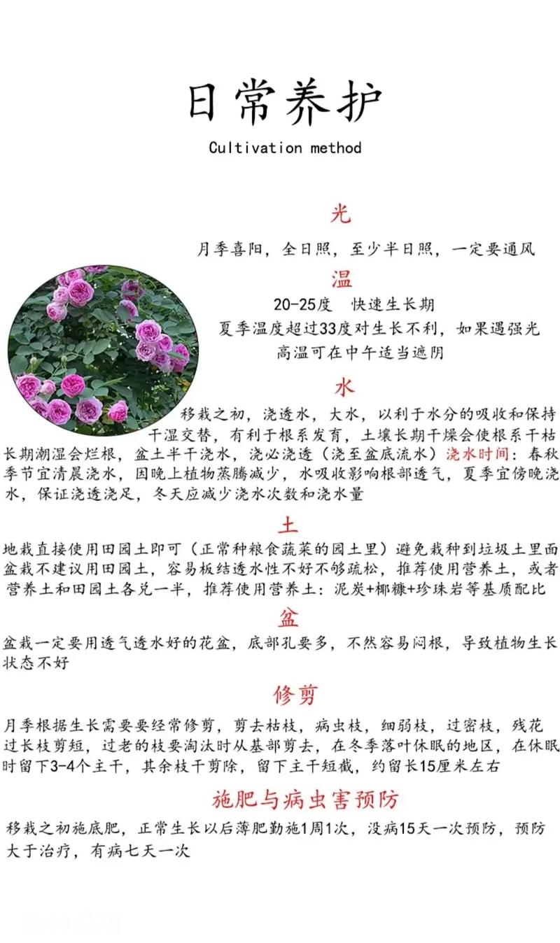 月光花的功效和作用，月光花百科-第6张图片-优品飞百科