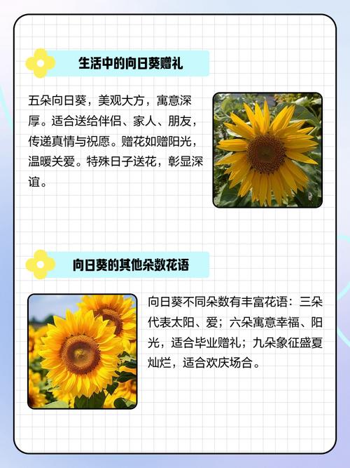 向日葵的寓意，向日葵的寓意8个字？-第3张图片-优品飞百科