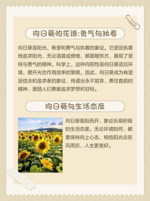 向日葵的寓意，向日葵的寓意8个字？-第5张图片-优品飞百科