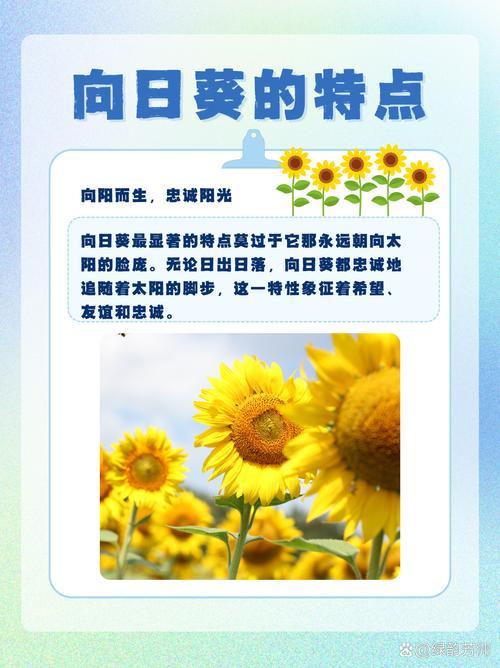 向日葵的寓意，向日葵的寓意8个字？-第4张图片-优品飞百科