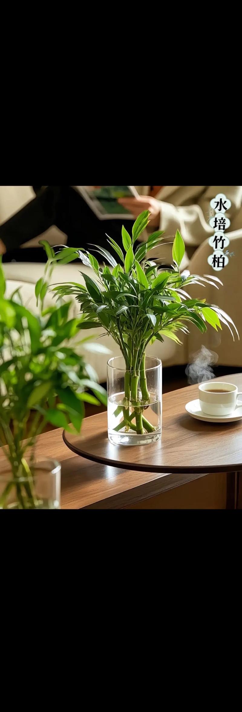 富贵竹禁忌摆放位置？富贵竹应该摆放在什么位置好？-第5张图片-优品飞百科