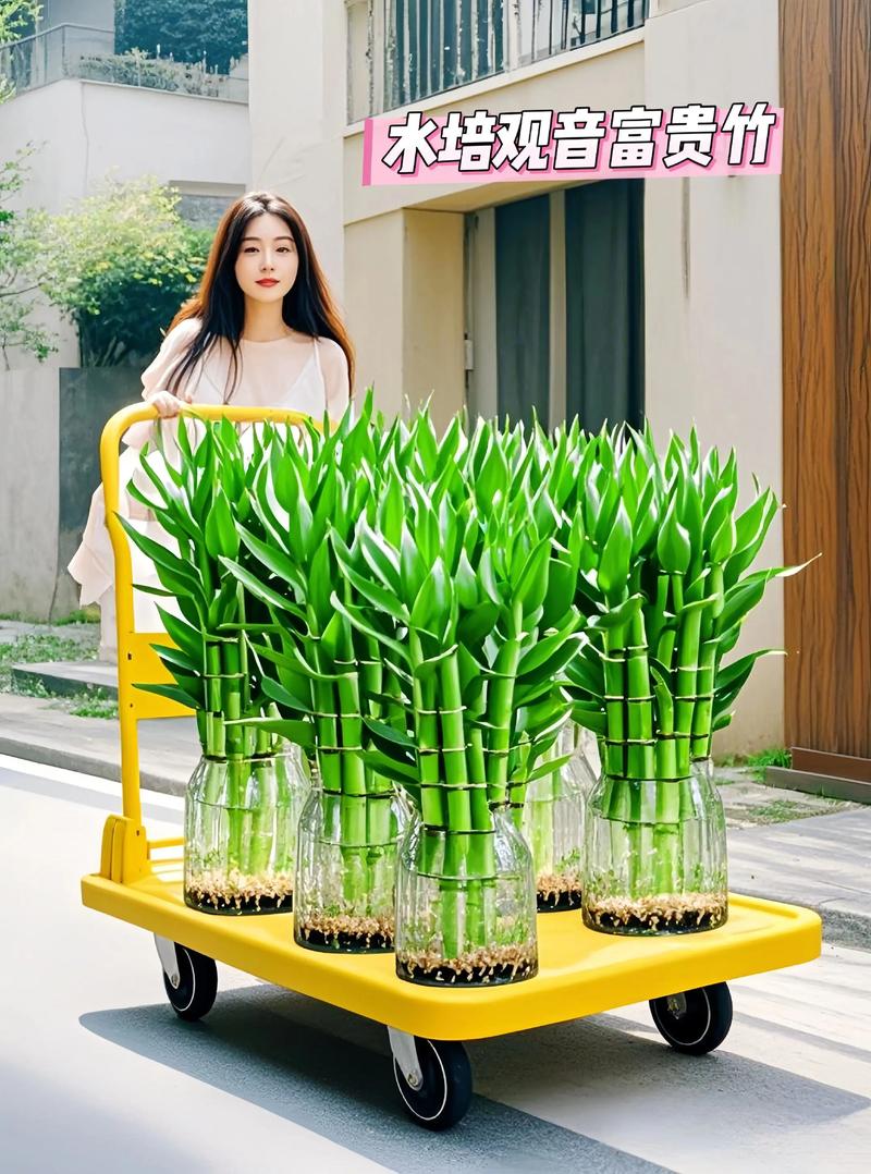 富贵竹禁忌摆放位置？富贵竹应该摆放在什么位置好？-第6张图片-优品飞百科