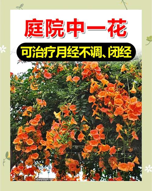 凌霄花的功效与禁忌，凌霄花图片，凌霄花的功效与作用及禁忌症-第1张图片-优品飞百科