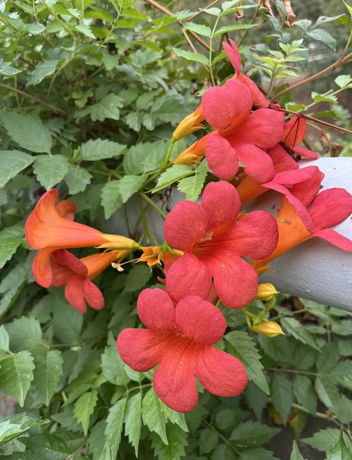 凌霄花的功效与禁忌，凌霄花图片，凌霄花的功效与作用及禁忌症-第2张图片-优品飞百科