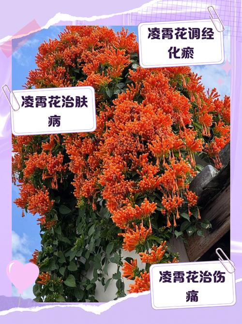 凌霄花的功效与禁忌，凌霄花图片，凌霄花的功效与作用及禁忌症-第3张图片-优品飞百科