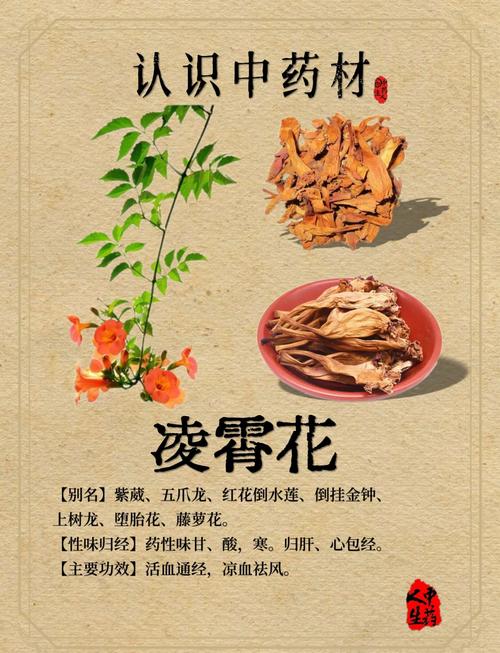 凌霄花的功效与禁忌，凌霄花图片，凌霄花的功效与作用及禁忌症-第4张图片-优品飞百科