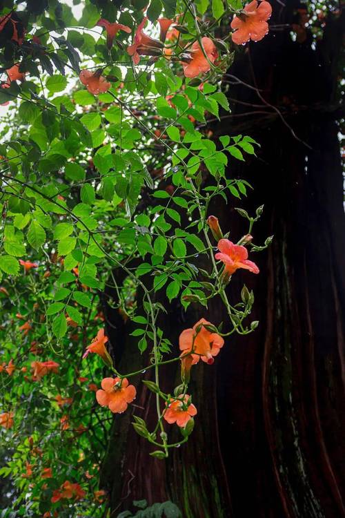 凌霄花的功效与禁忌，凌霄花图片，凌霄花的功效与作用及禁忌症-第5张图片-优品飞百科