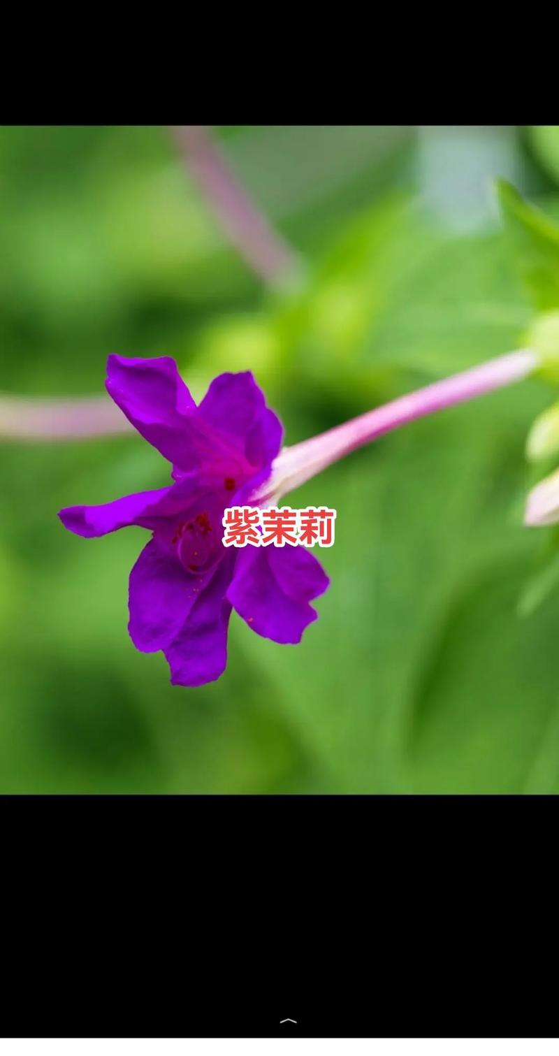 紫茉莉有毒吗，紫茉莉有毒吗 适合在室内养吗？-第1张图片-优品飞百科