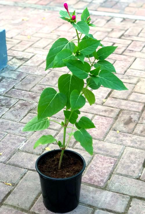 紫茉莉有毒吗，紫茉莉有毒吗 适合在室内养吗？-第2张图片-优品飞百科