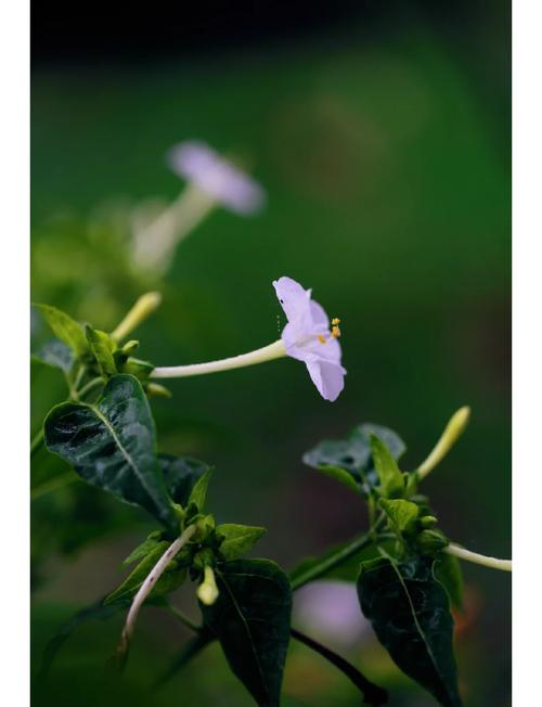 紫茉莉有毒吗，紫茉莉有毒吗 适合在室内养吗？-第3张图片-优品飞百科