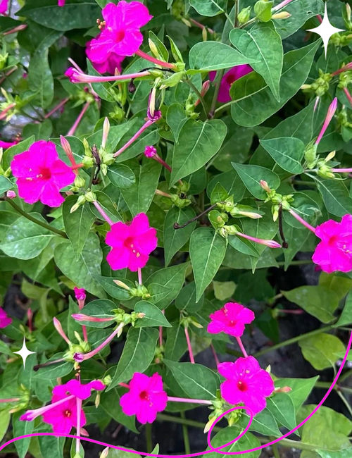 紫茉莉有毒吗，紫茉莉有毒吗 适合在室内养吗？-第4张图片-优品飞百科