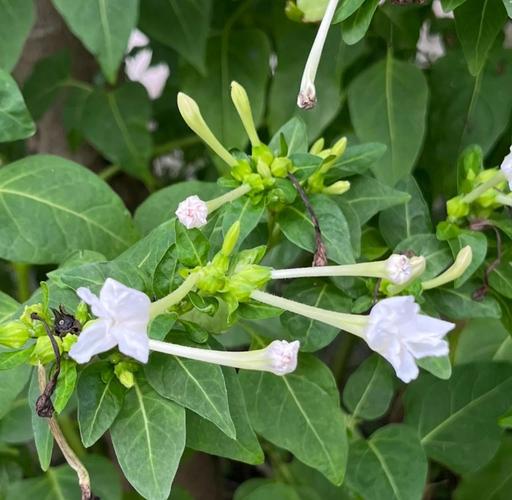 紫茉莉有毒吗，紫茉莉有毒吗 适合在室内养吗？-第5张图片-优品飞百科