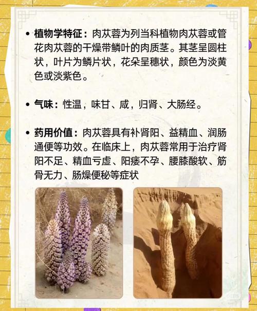 肉苁蓉的作用和使用方法，肉苁蓉的作用和使用方法禁忌