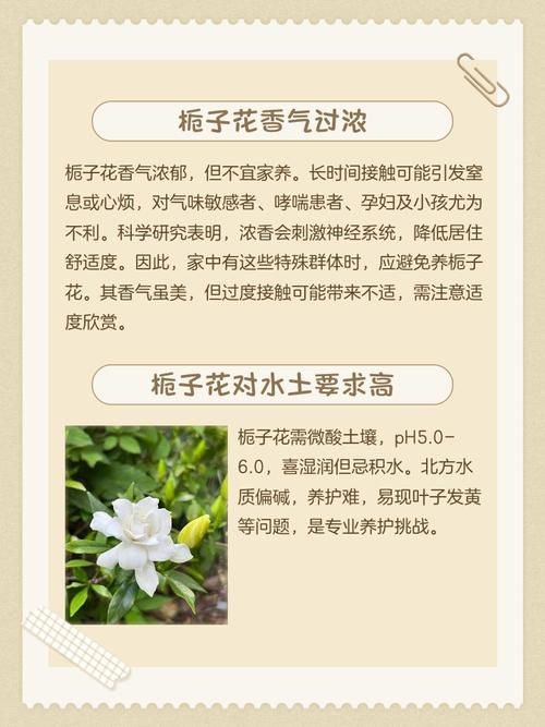 栀子花有毒吗，可以养在家中吗，栀子花有害健康吗-第1张图片-优品飞百科