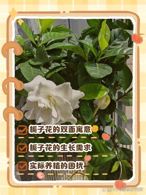 栀子花有毒吗，可以养在家中吗，栀子花有害健康吗-第3张图片-优品飞百科
