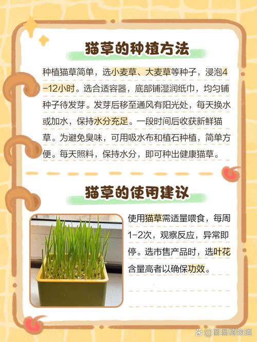 猫尾草的养殖方法和注意事项，猫尾草的养殖方法和注意事项图片？-第1张图片-优品飞百科