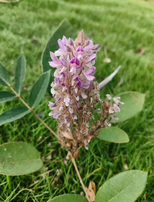 猫尾草的养殖方法和注意事项，猫尾草的养殖方法和注意事项图片？-第3张图片-优品飞百科