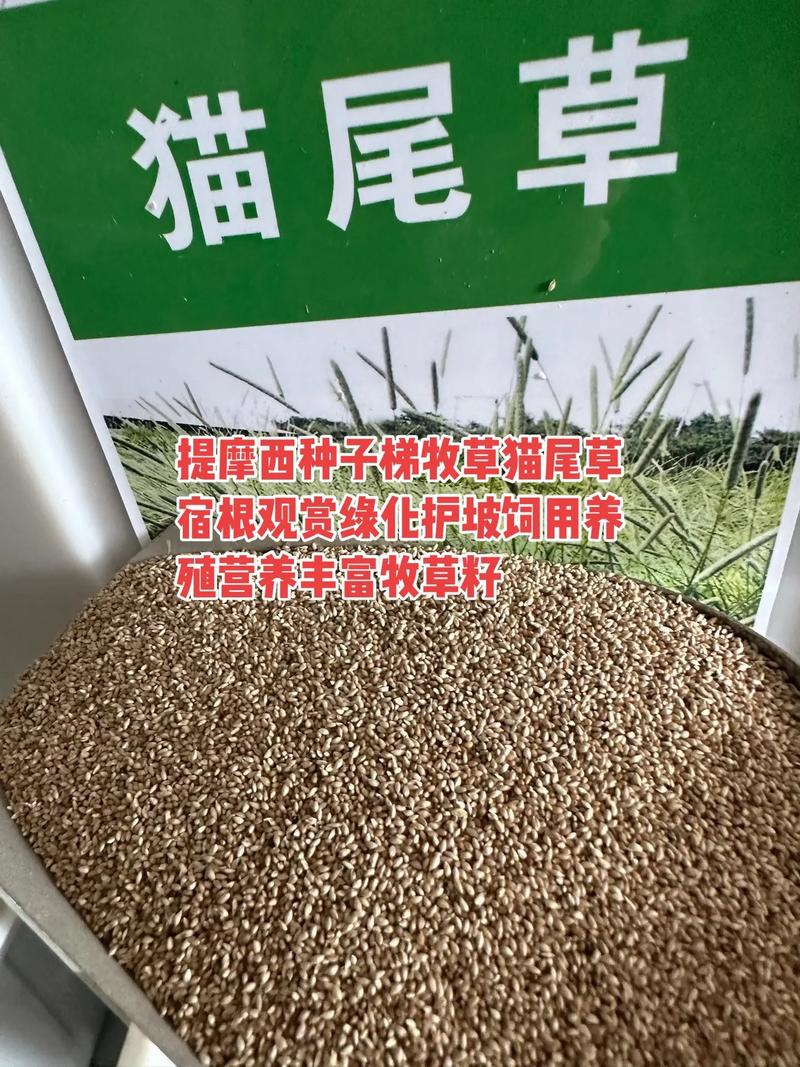 猫尾草的养殖方法和注意事项，猫尾草的养殖方法和注意事项图片？-第4张图片-优品飞百科