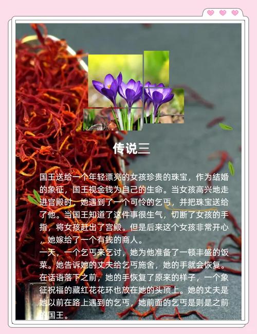 藏红花的花语和传说？藏红花花语及图片大全？